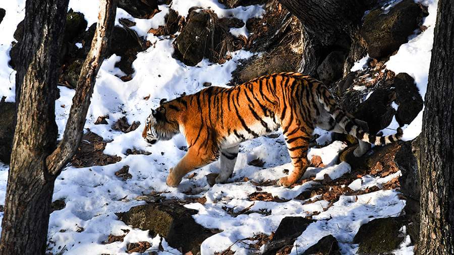 An Amur tiger that attacked hunters was shot dead in the Khabarovsk Territory
