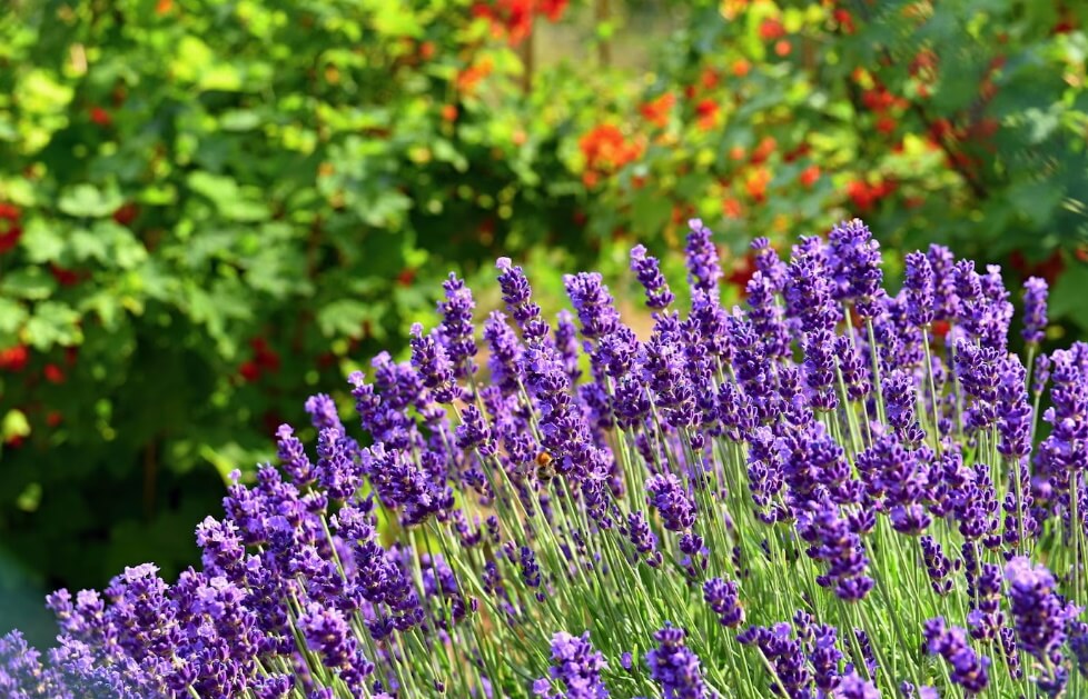How to Grow Lavender from Seeds
