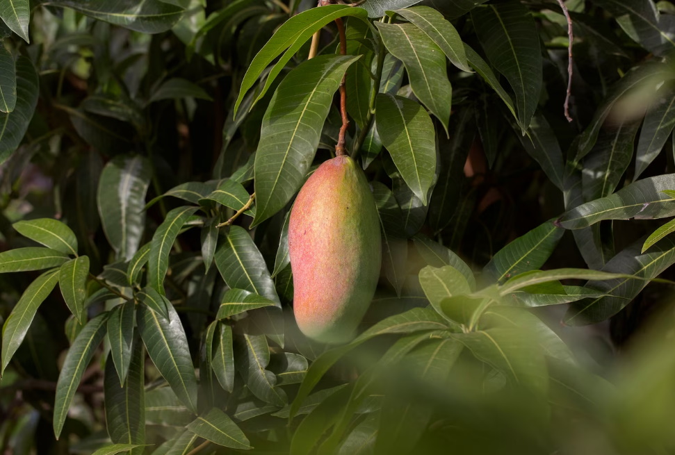 How to grow mango from seed at home BLiTZ
